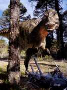 Tyrannosaur trying to hide behind a tree??