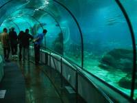 Tunnel inside Barcelona Aquarium