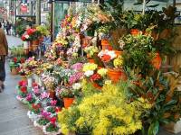 Flower stall, La Rambla