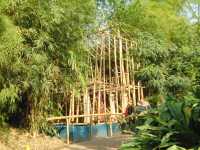 Bamboo construction, tropical dome, Eden Project.