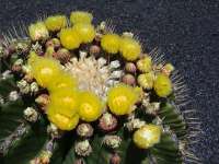 Cactus Flower, Cactus Garden, Guatiza, Lanzarote.