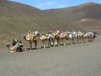 Camel train, Timanfaya, Lanzarote.