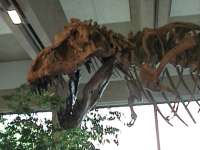 Tyrannosaurus Rex, Museum of Sciences, San Francisco.