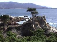 The lone cypress tree on the 17 mile drive.
