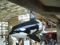 Killer whale, Monterey aquarium.